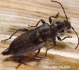 Hausbock Kaufberatung